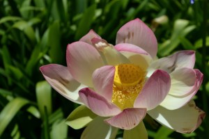 Lotusland, Santa Barbara CA