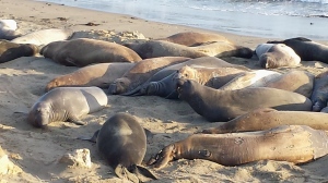 Elephant Seals, San Simeon CA