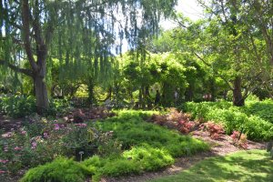 San Antoio Botanical Garden, Brackenridge Park, San Antonio TX