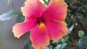 Hibiscus, Myriad Botanical Garden & Conservatory, Oklahoma City OK